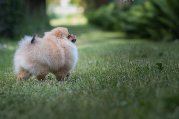 A handsome thoroughbred Pomeranian Spitz is having fun on the grass in the village.