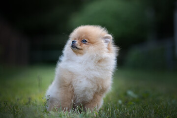 A handsome thoroughbred Pomeranian Spitz is having fun on the grass in the village.