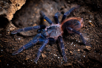 Brazilian blue tarantula Pterinopelma sazimai