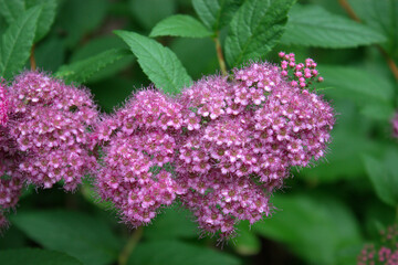 Pink spirea japonica flowers near