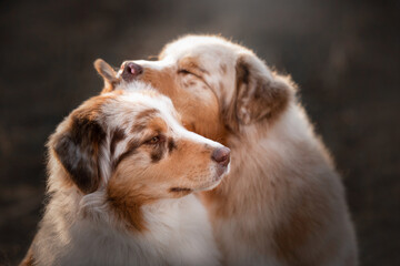 australian shepherds mum and daughter
