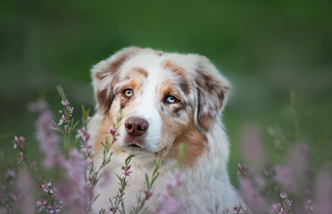 australian shepherd portrait of a dog