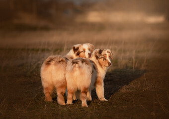 australian shepherds two dogs in the field