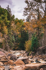 autumn in the forest