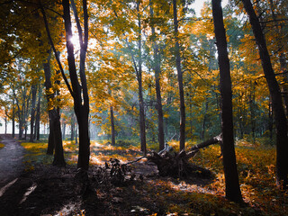 Autumn morning sun in the forest. Yellow leaves on trees in woodland. Atmospheric forest in orange tones. 