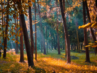 Fototapeta premium Autumn morning in the forest. Yellow leaves on trees in woodland. Beautiful nature for background. Fall colors in the woods. 