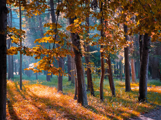 Autumn morning sun in the forest. Yellow leaves on trees in woodland. Atmospheric forest in orange tones. 
