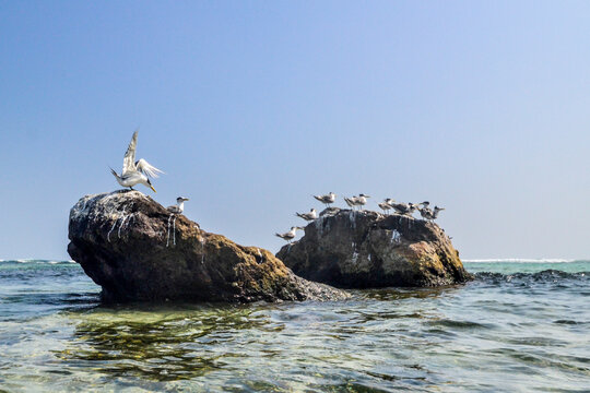 Great crested tern in coast of Sri Lanka.