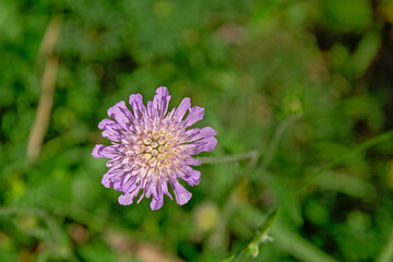 Pink field scabious flower,with green bokeh background - Knautia arvensis 