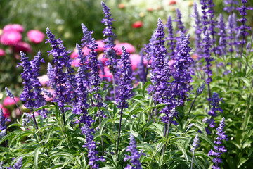 In a flower bed among other plants the salvia grows and blossoms long dark blue inflorescences.