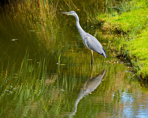 Heron hunting on pond, symmetrical reflecttions in water