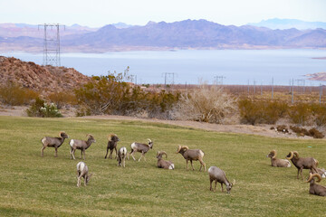 Rams herd in the wild