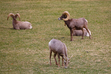 Rams herd in the wild