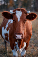 Photo of a red cow in a meadow.
