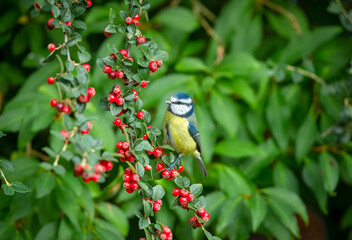 Blue tit in Autumn with colourful red Cotoneaster berries and blurred background.  Facing left. Scientific name: Cyanistes Caeruleus.  Space for copy.  Horizontal.
