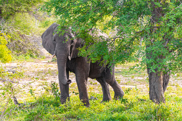 Fototapeta premium Big FIVE African elephant Kruger National Park safari South Africa.