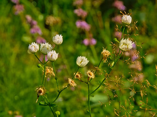 White fleabane wildflowers with raindrips in the Transylvanian countryside, Romania, selective focus
