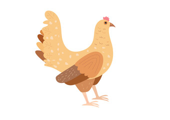 Vector domestic chicken isolated on white background