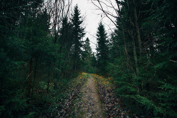 footpath in the forest