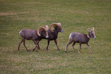 Rams herd in the wild