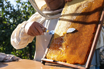 Senior beekeeper uncapping honeycomb frame with knife at table outdoors, closeup