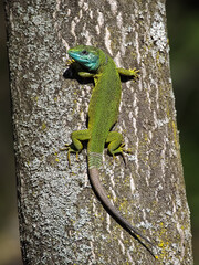 Naklejka na ściany i meble European Green Lizard Male