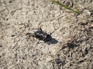 European Field Cricket