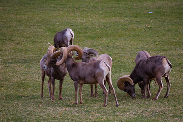 Rams herd in the wild