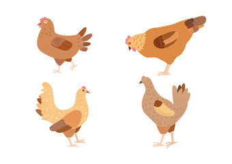 Set of domestic chickens isolated on white background