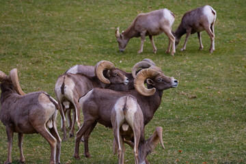 Obraz na płótnie Canvas Rams herd in the wild