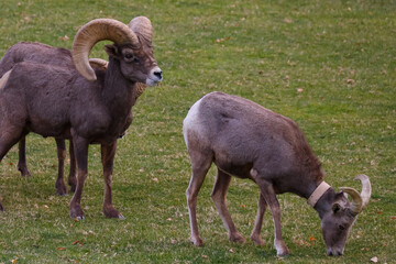Male and female rams in the wild
