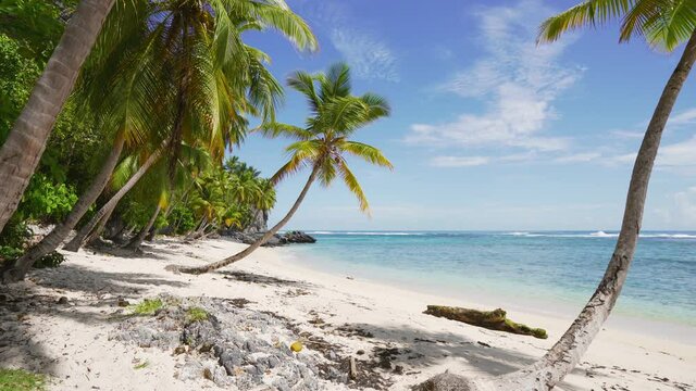Paradise on a white beach near the shore of the blue sea 4k stock video. Tropical paradise landscape. Palm forest by the sea. Summer trip to an island in the ocean.