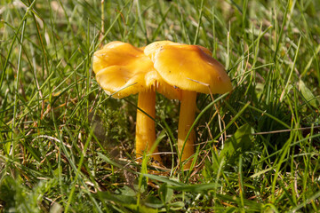 2 Orange gelbe Pilze auf einer Wiesee