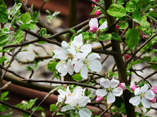 Kwiaty Jabłoni po deszczu. - obrazy, fototapety, plakaty