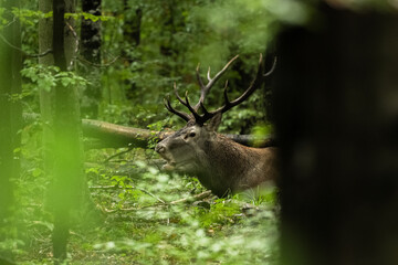 The Red Deer (Cervus elaphus) stag during the rutting season. The Bieszczady Mts, carpathians, Poland.