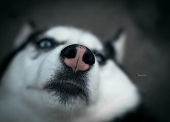 siberian husky dog