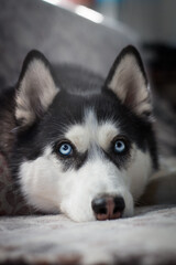 siberian husky dog