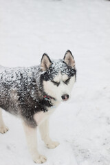 siberian husky dog