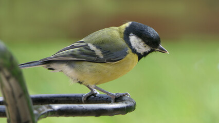 Fototapeta premium Great Tit sitting on a fence UK