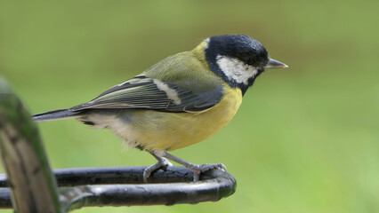 Great Tit sitting on a fence UK