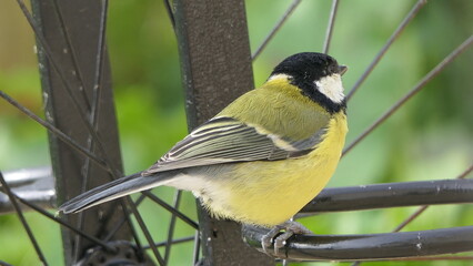 Great Tit sitting on a fence UK