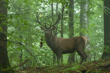 The Red Deer (Cervus elaphus) stag during the rutting season. The Bieszczady Mts, carpathians, Poland.