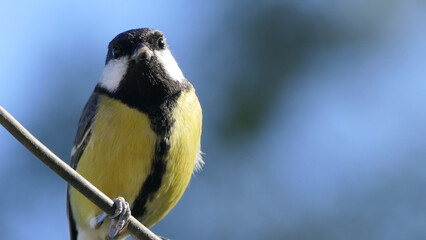 Great Tit sitting on a fence UK