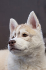 siberian husky puppy