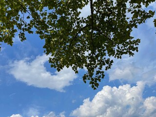 cloud tree