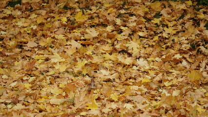 autumn leaves background