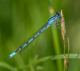 common blue damselfly, or northern bluet (Enallagma cyathigerum) on grass