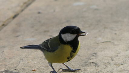 Great Tit feeding from a bird table in UK