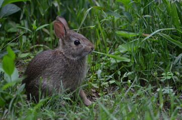 Naklejka na ściany i meble rabbit in the grass.5