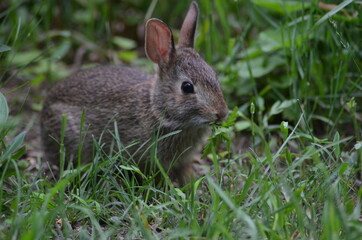 Naklejka na ściany i meble rabbit in the grass.4